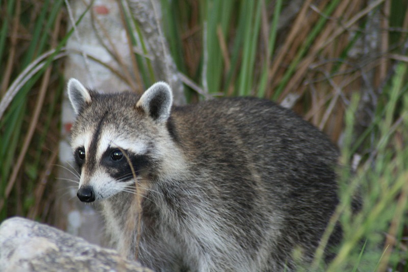 Racoon.